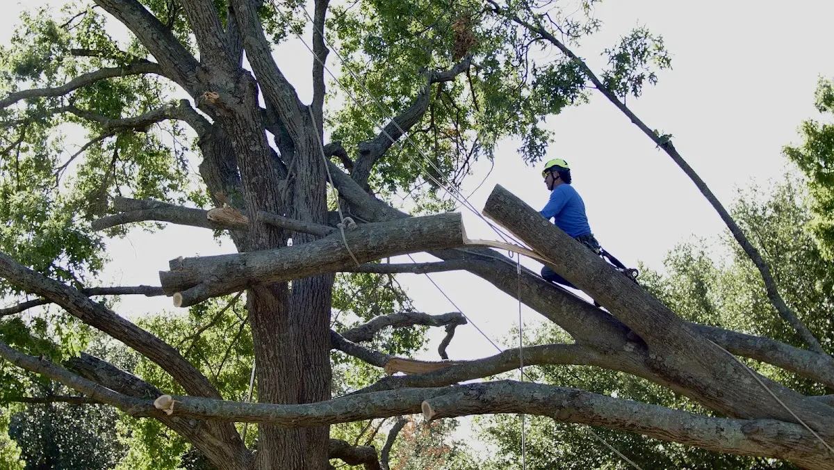 Professional Crown Thinning performed by certified arborists in Red River